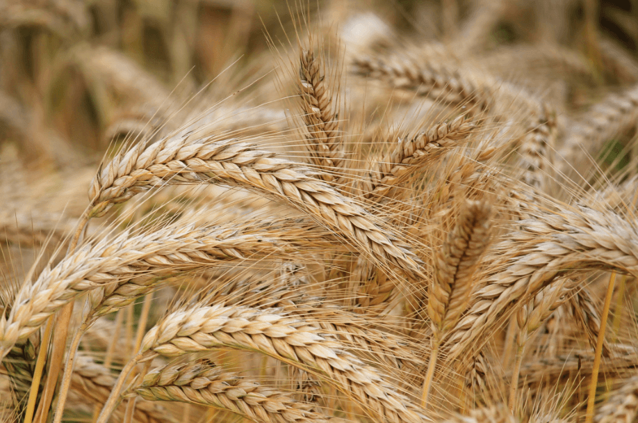 Pakistan Wheat exports surge to 1.1m tonnes on subsidy, good prices