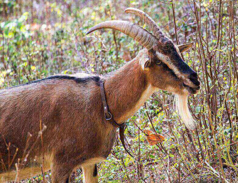 Major markets for livestock export Major markets for livestock export