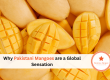 Why Pakistani Mangoes are a Global Sensation