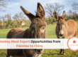 Donkey Meat Export Opportunities from Pakistan to China